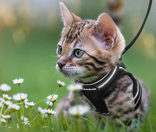 Kattesele med Snor - AdventureKit
