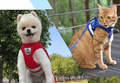 ADVENTURE HARNESS – Flugt-sikker katte sele med snor & reflekterende elementer